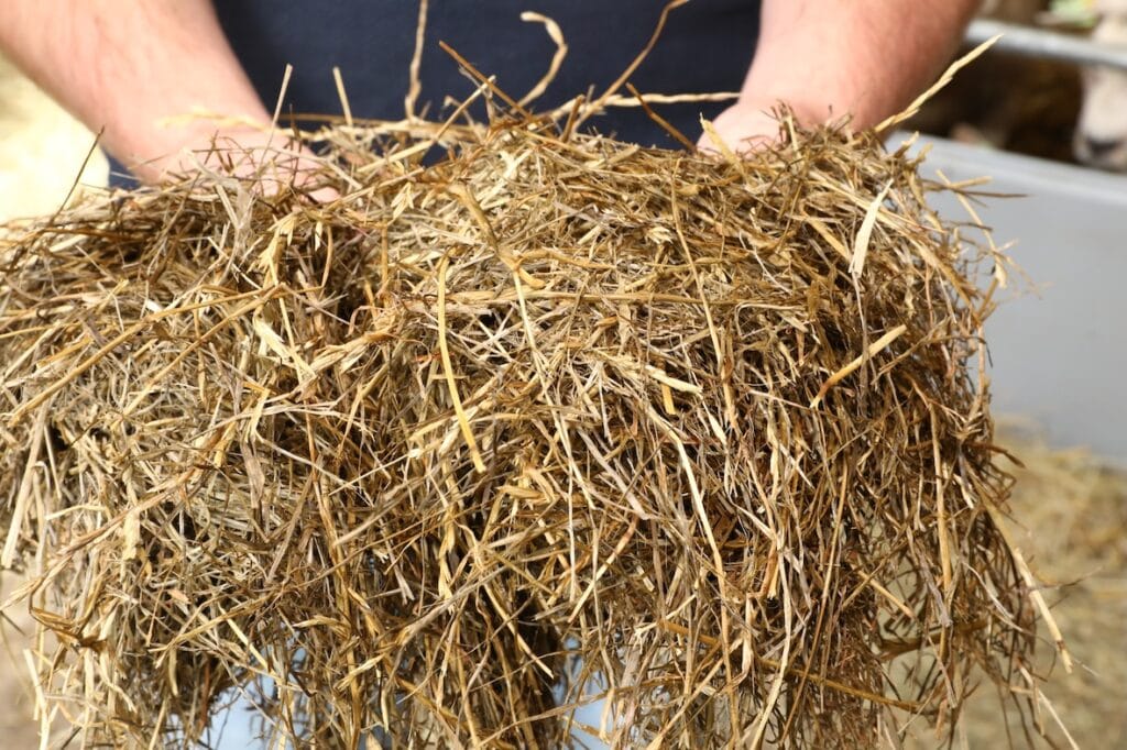 "Het kuilvoer mag best wat nattig zijn, dan nemen de dieren het beter op."