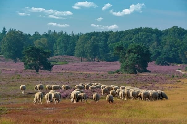 Schaapskudde Epe-Heerde durft hei weer op door beschermingshonden