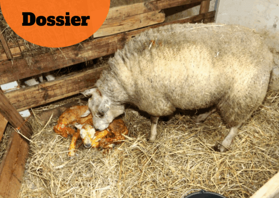 Aflammeren bij schapen. Wanneer moet je ingrijpen, hoe doe je dat goed, en hoe voorkom je lammersterfte? Biest? Overwennen?