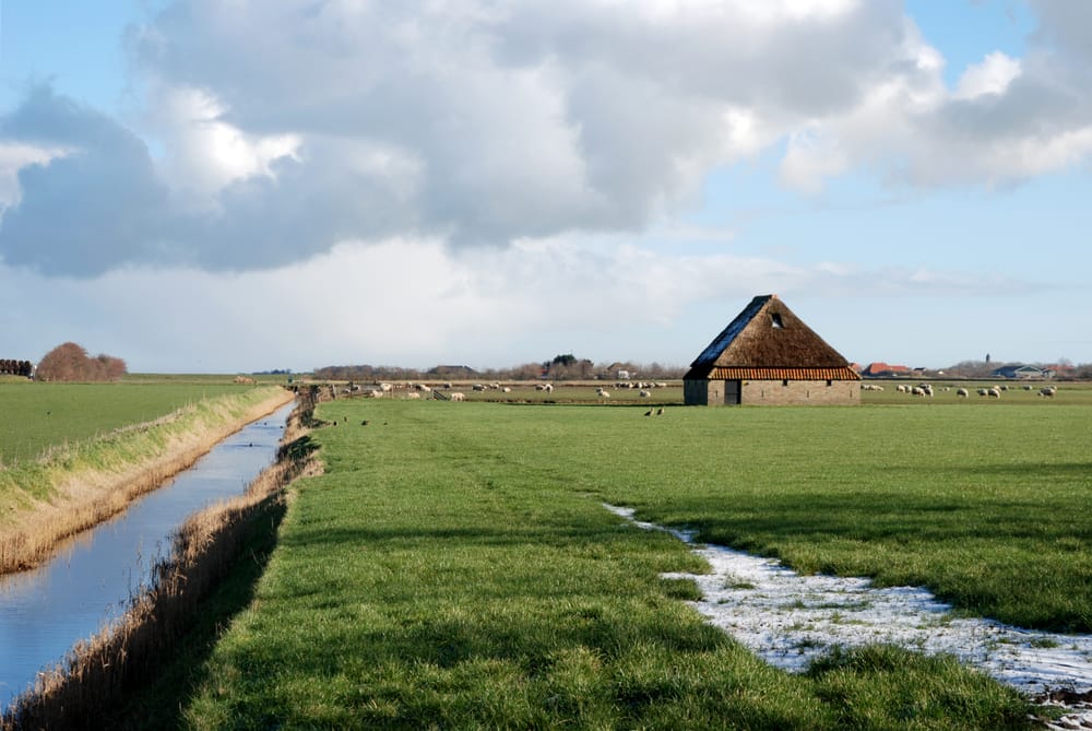 Texel trekt €40.000 uit voor plan van aanpak schapenhouderij