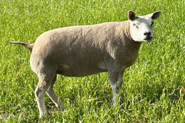 Fokker Filippus Hoekstra komt met een 1,5-jarige ooi van een tweeling naar de veiling.