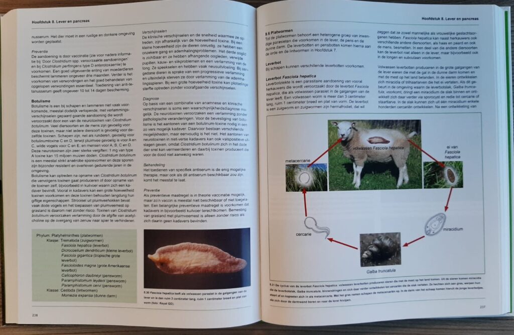 Schapenziekten in woord en beeld
