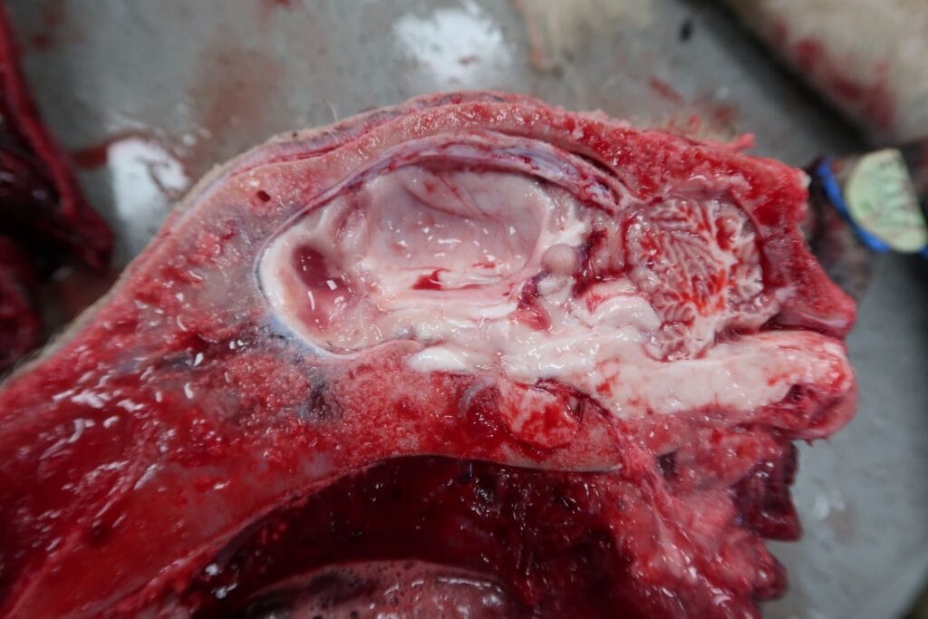 Coenurosis