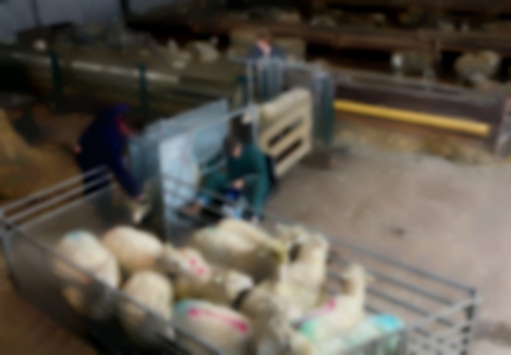 Ooien vaker gescand op dracht