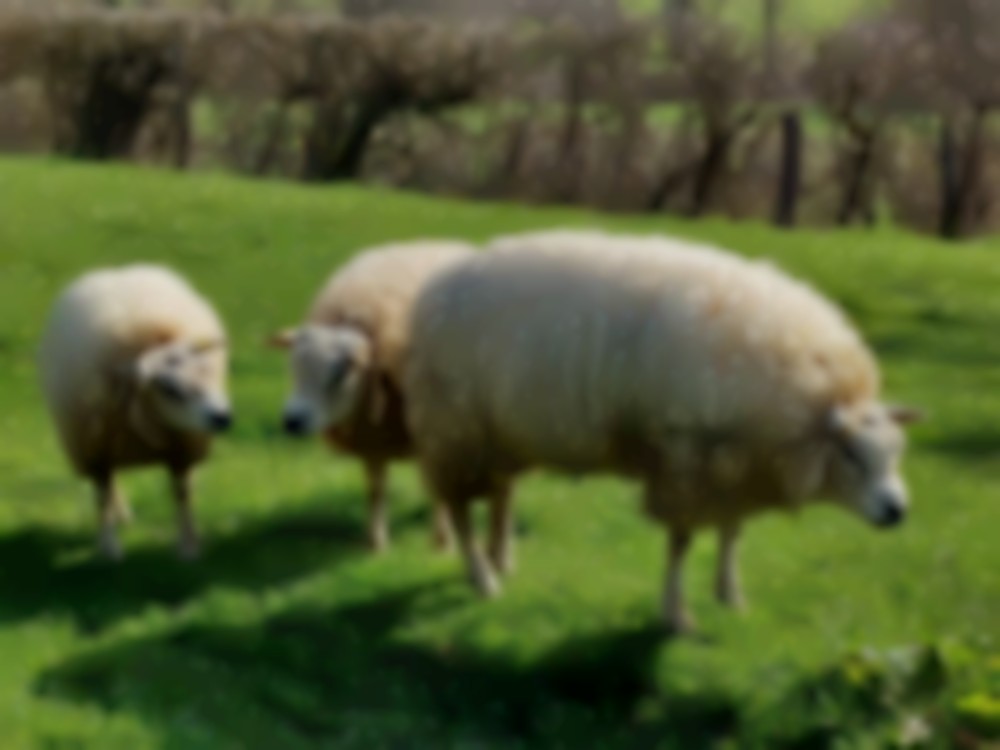 Charollais Beltex