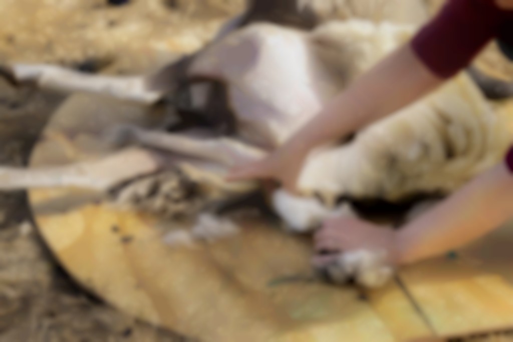 woolhandling