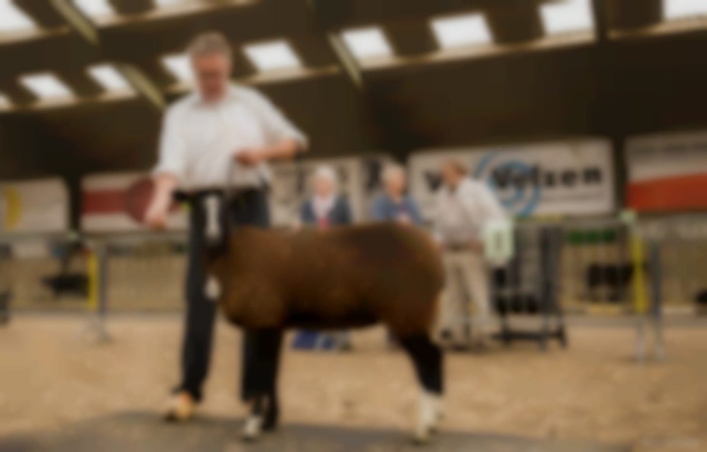 Naar de keuring? Zo maak je een schaap keuringsklaar