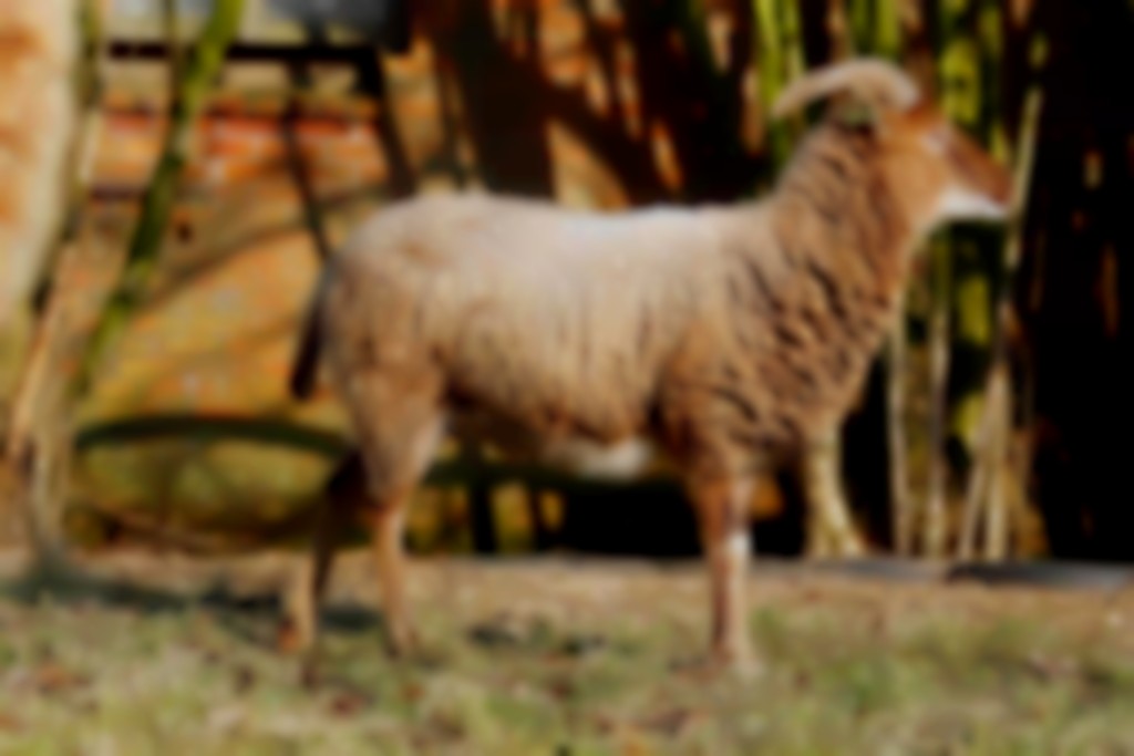 Castlemilk Moorit ooi van opzij gefotografeerd