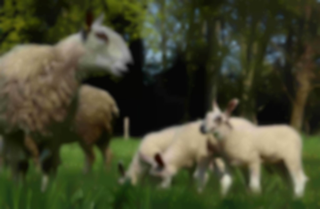 Ooi kijkt naar haar grazende lammeren