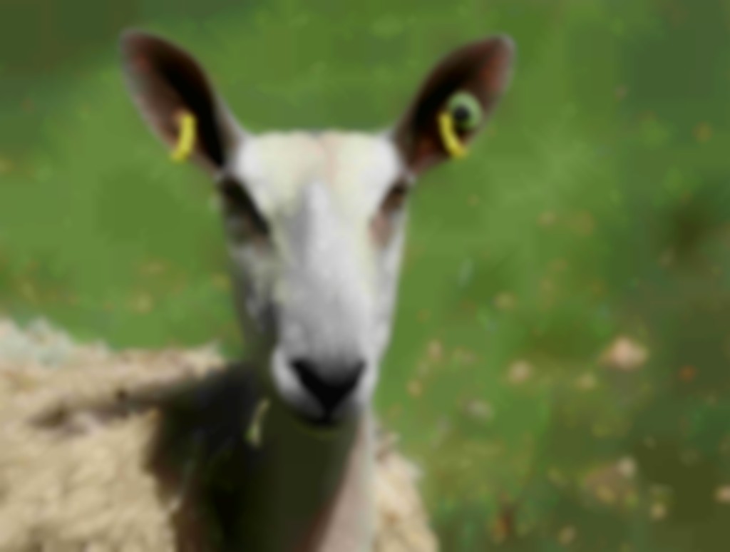 kop van Bluefaced Leicester van voren gezien