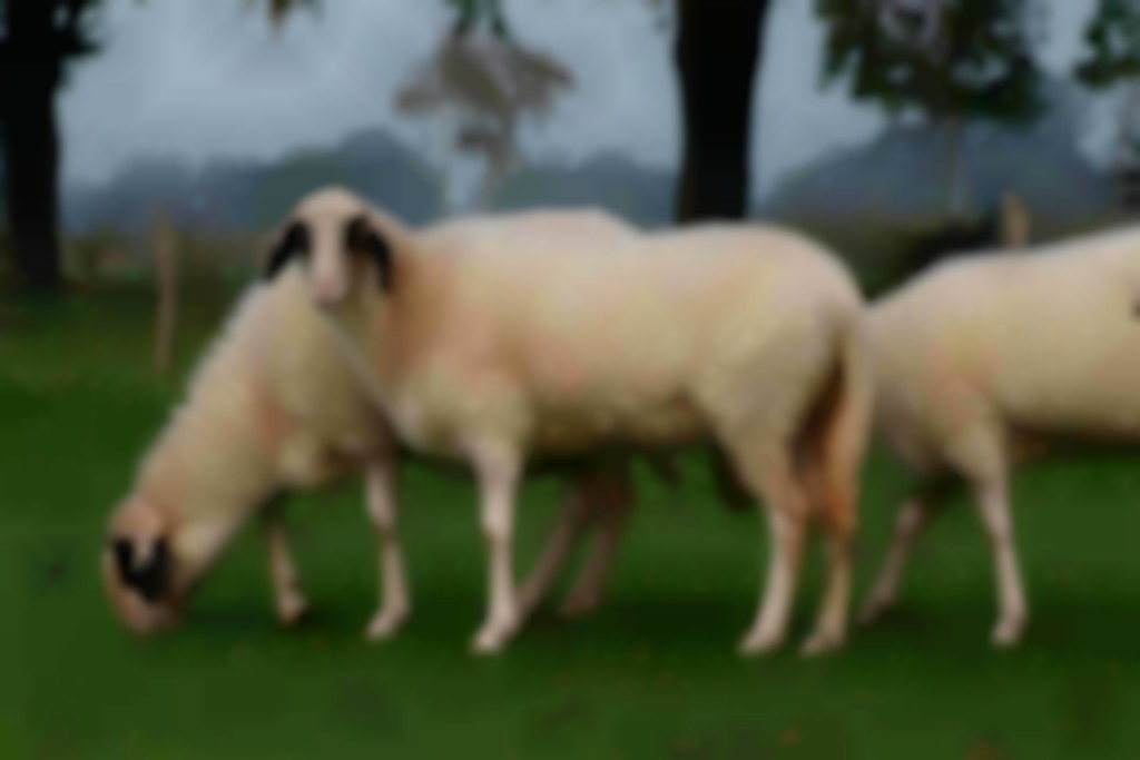 Brilschapen grazen in wei