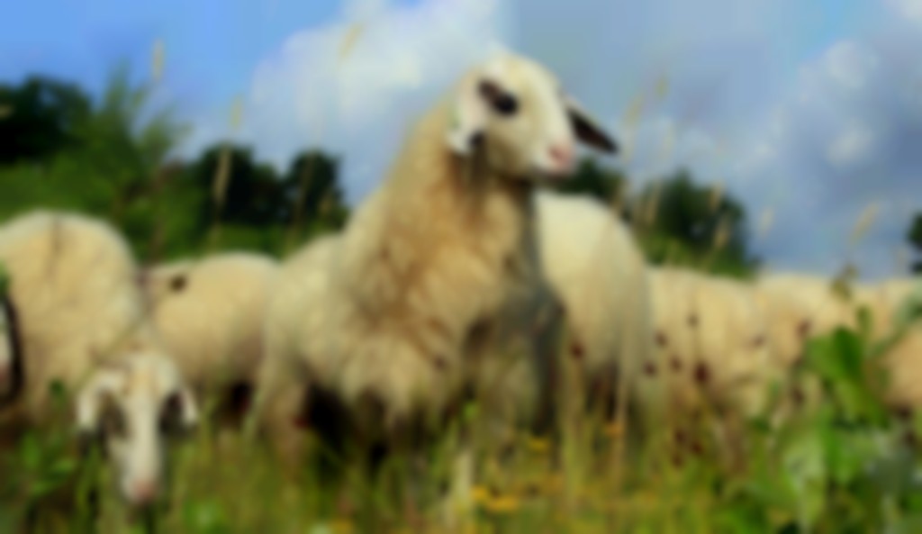 Brilschapen in natuurwei