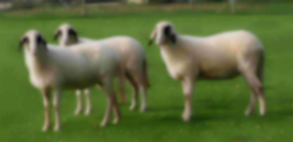 Drie Brilschapen staan in wei