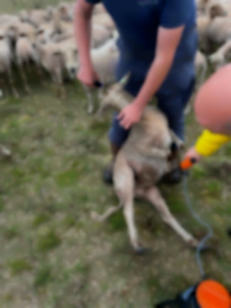 Praktijktesten met
antiwolvengeur