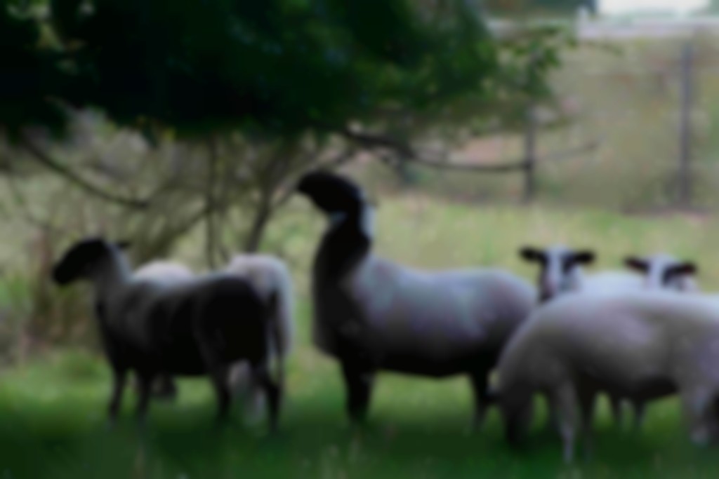 Groot Heideschapen grazend in de wei