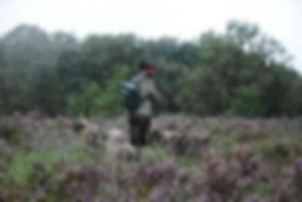 Kuddebeschermingshonden: hoe bevalt het? Wat zijn de voor- en nadelen van deze honden bij de schapen?