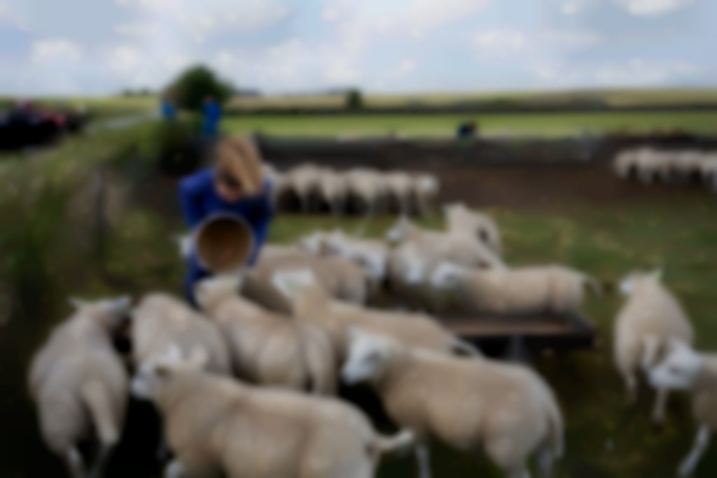 Bij de Waddel op Texel kun je onder meer op pad met de schapenboer.