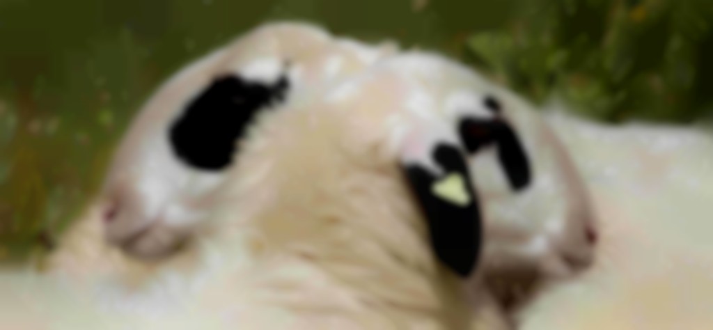 2 Kärntner Brilschapen met koptekening van opzij gezien