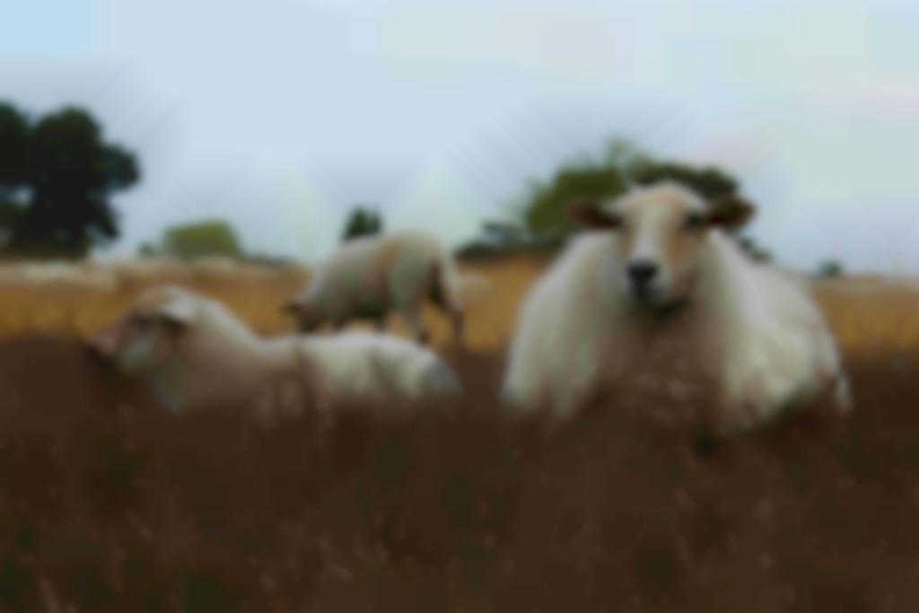 Kempisch Heideschaap ooi en haar lam liggen te herkauwen