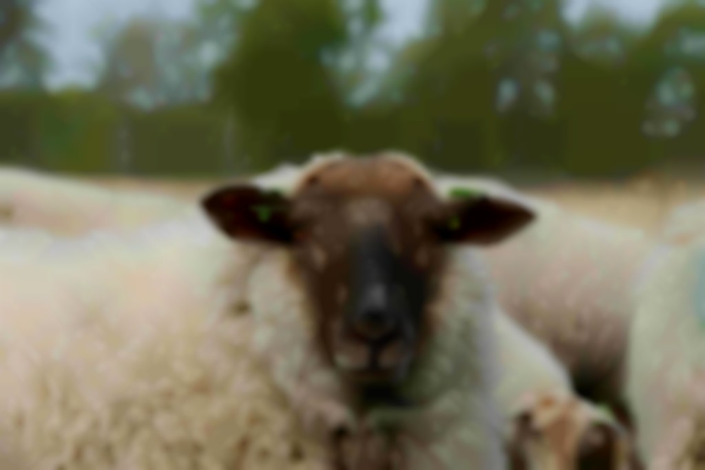 Kempisch Heideschaap ooi met donkerbruine kop