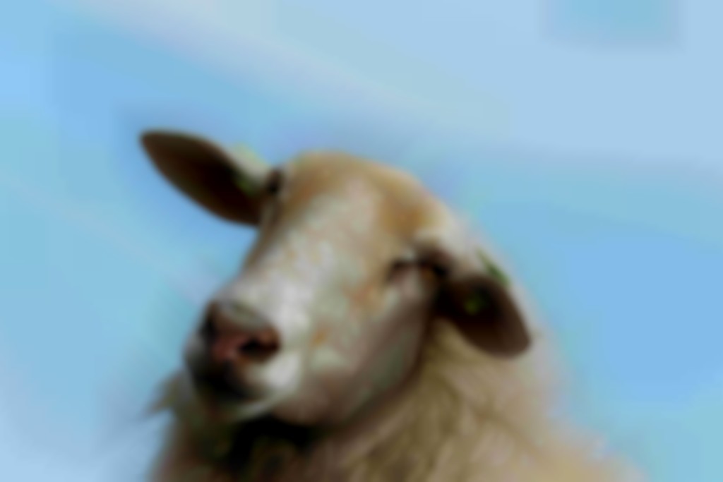 Kempisch Heideschaap ooi met witte kop