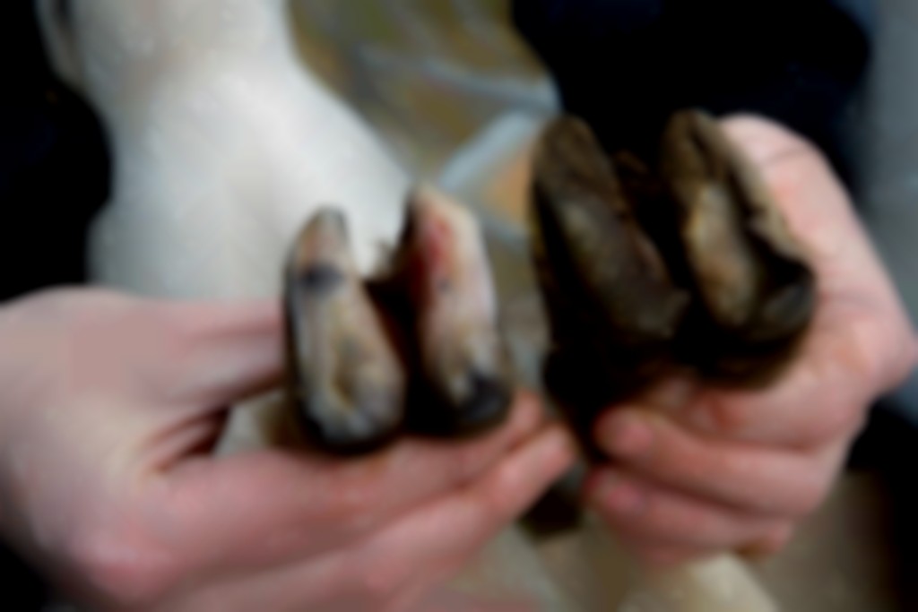 Bekappen van schapen hoeft helemaal niet. De klauwtjes slijten vanzelf. Dat is de natuur. Waar of niet waar? 