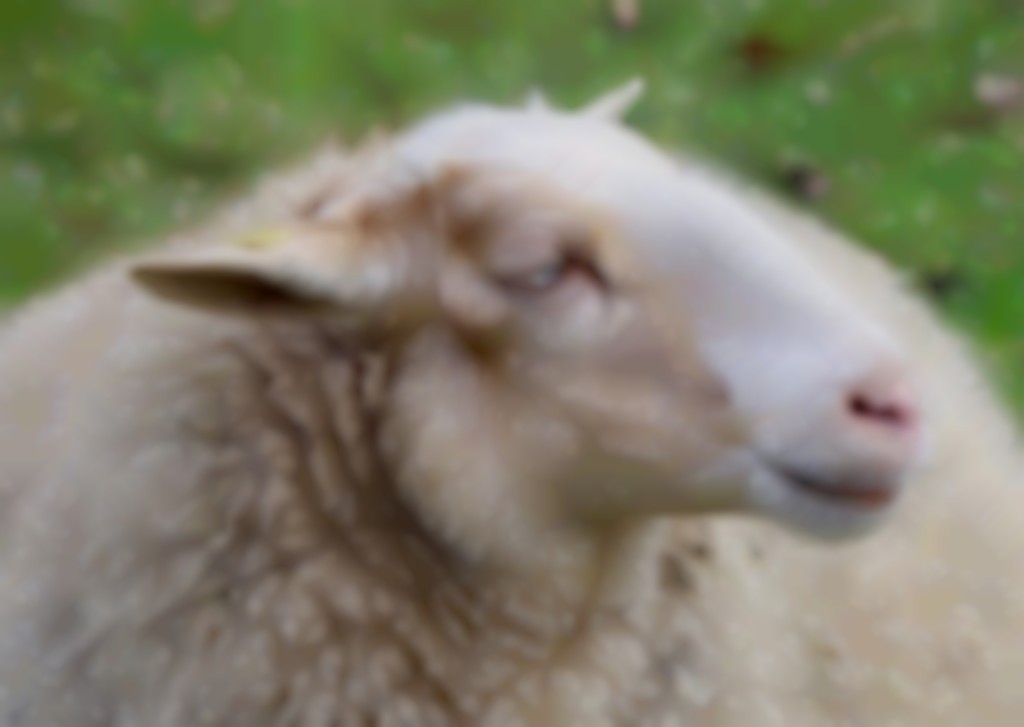 pijn herkennen bij schapen