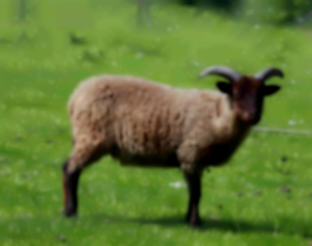 Manx Loaghtan ooi