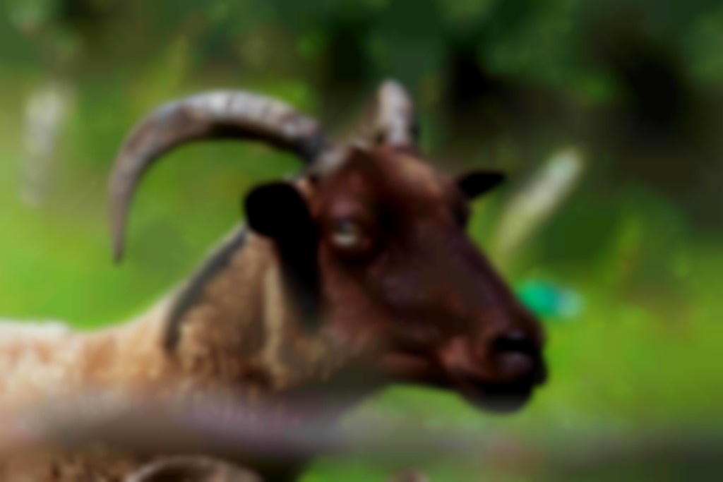 kop van Manx Loaghtan ooi