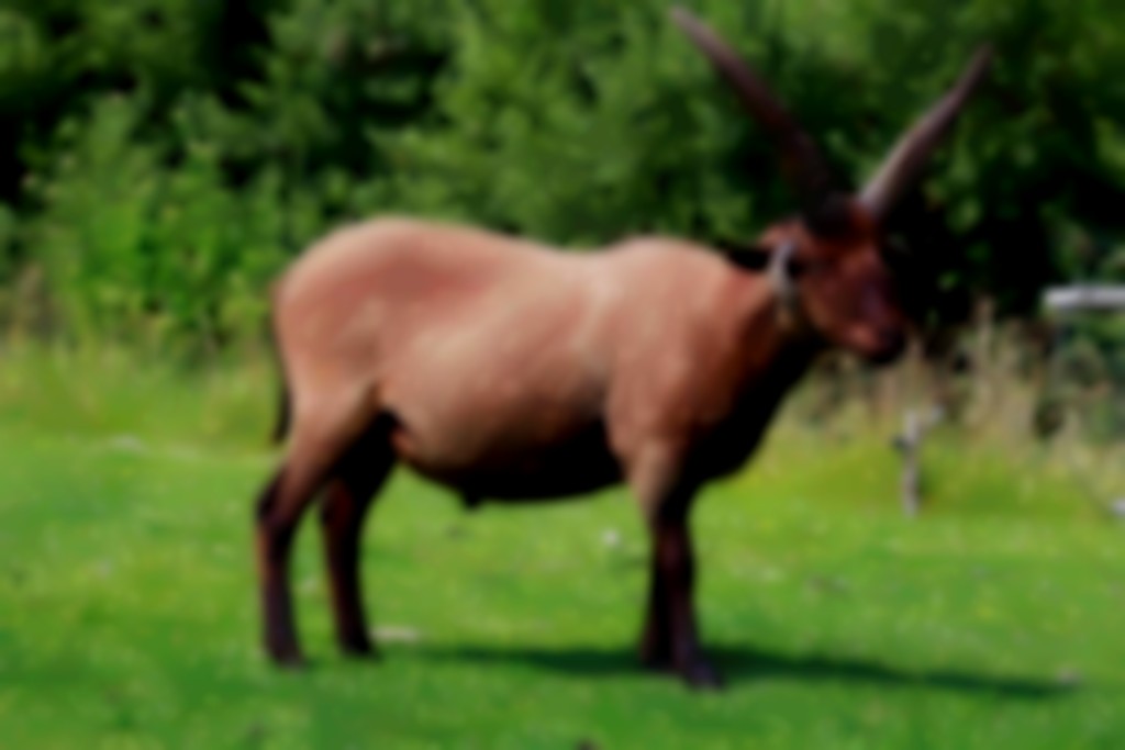 Manx Loaghtan ram