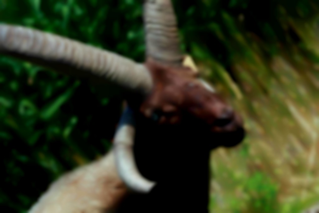 Manx Loaghtan kop van ram