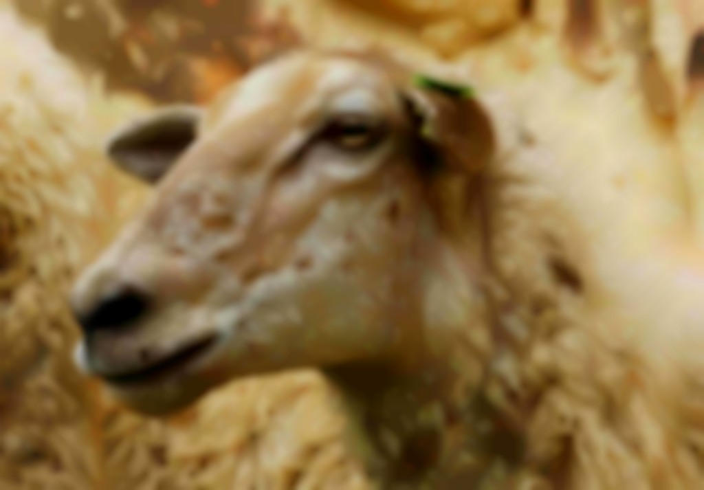 Mergellander schaap