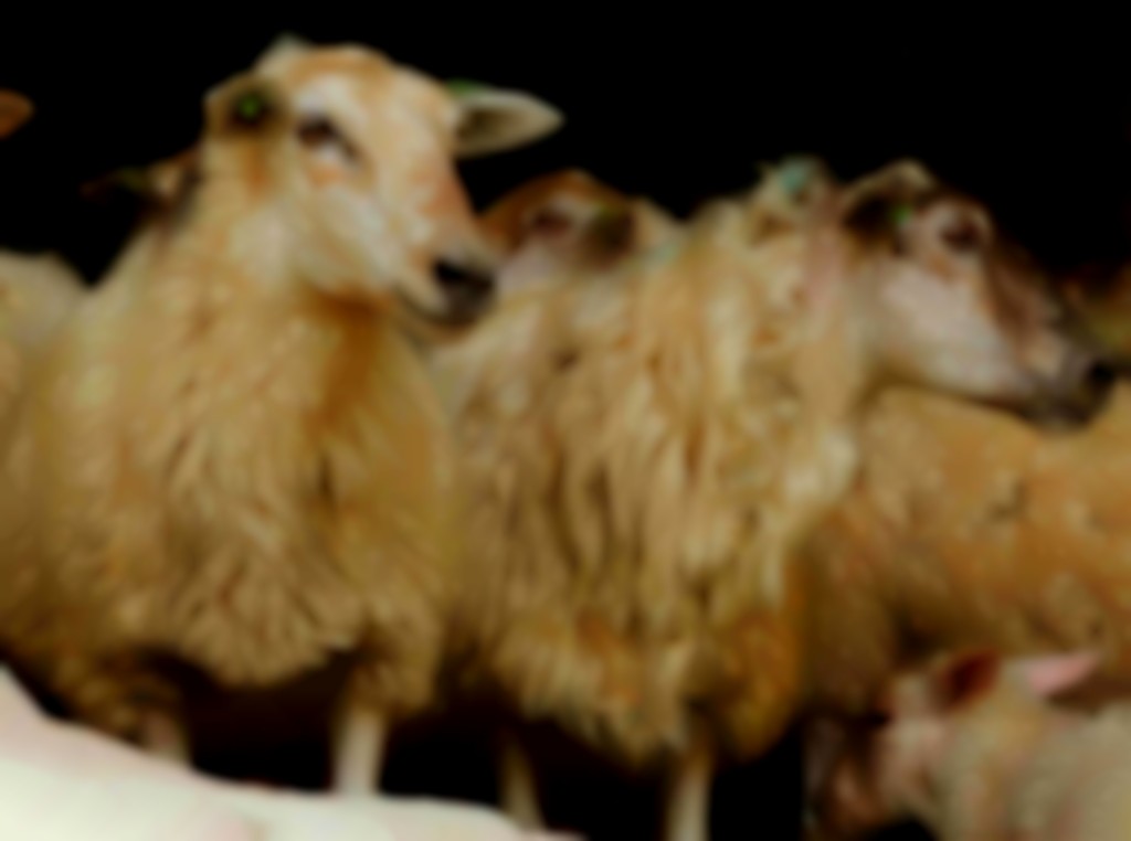 Twee Mergellanders met slichte vacht