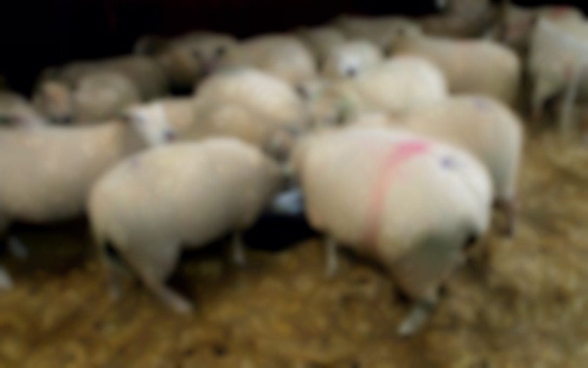 Mineralen schapen
