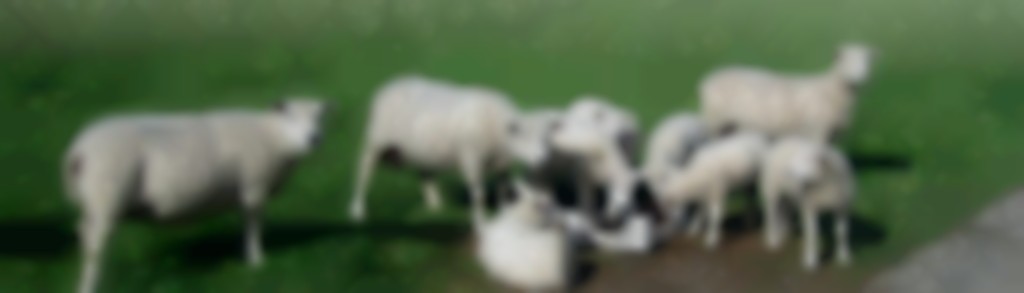Mineralen voor schapen? Welke hebben ze nodig? 