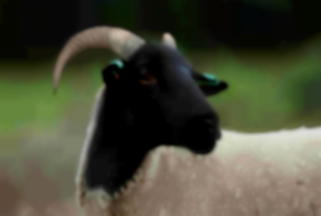 kop van Norfolk Horn ooi