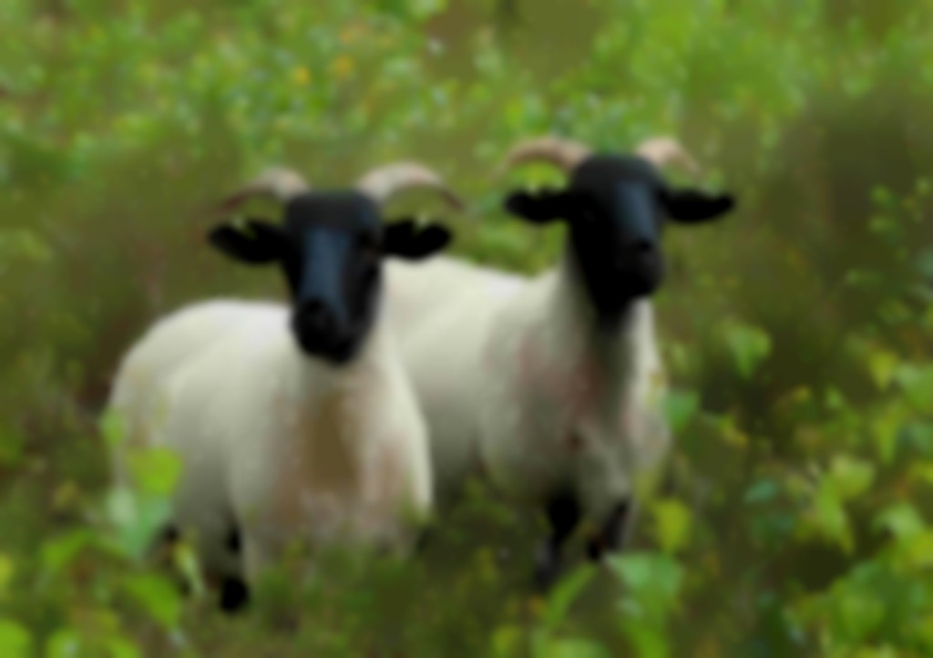 twee Norfolk Horn schapen in ruige begroeiing