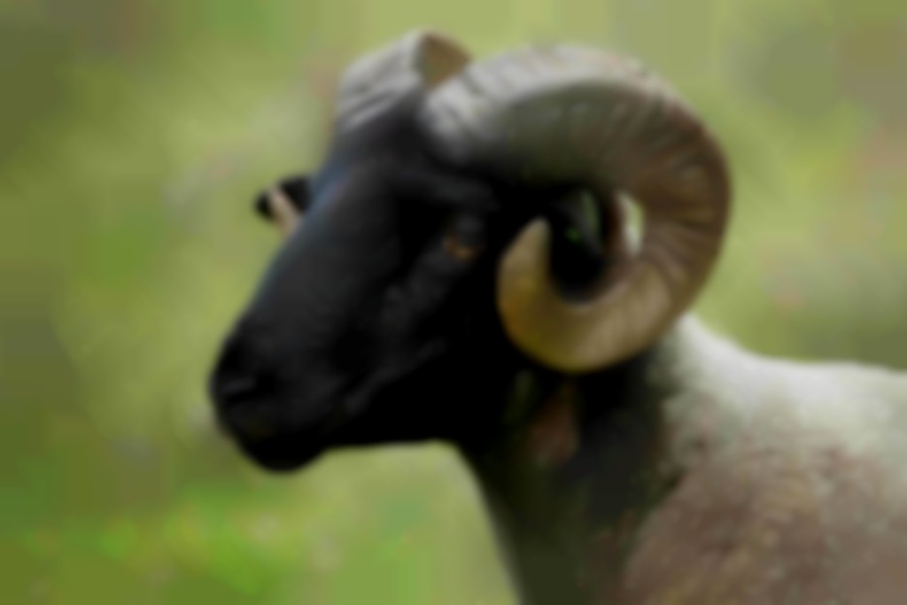 kop van Norfolk Horn ram