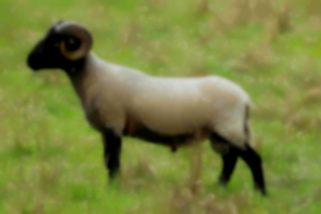 Norfolk Horn ram in de wei
