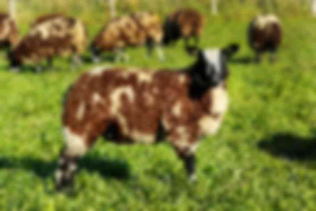 bonte schapen in de wei