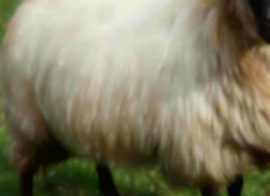 Vacht van Schoonebeeker
