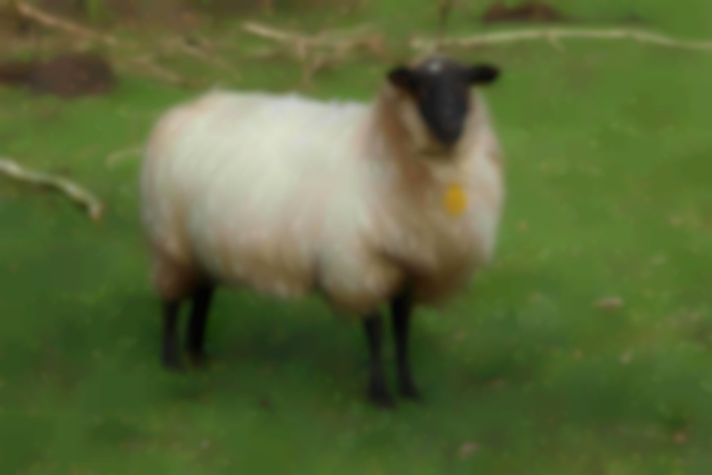 Schoonebeeker ooi
