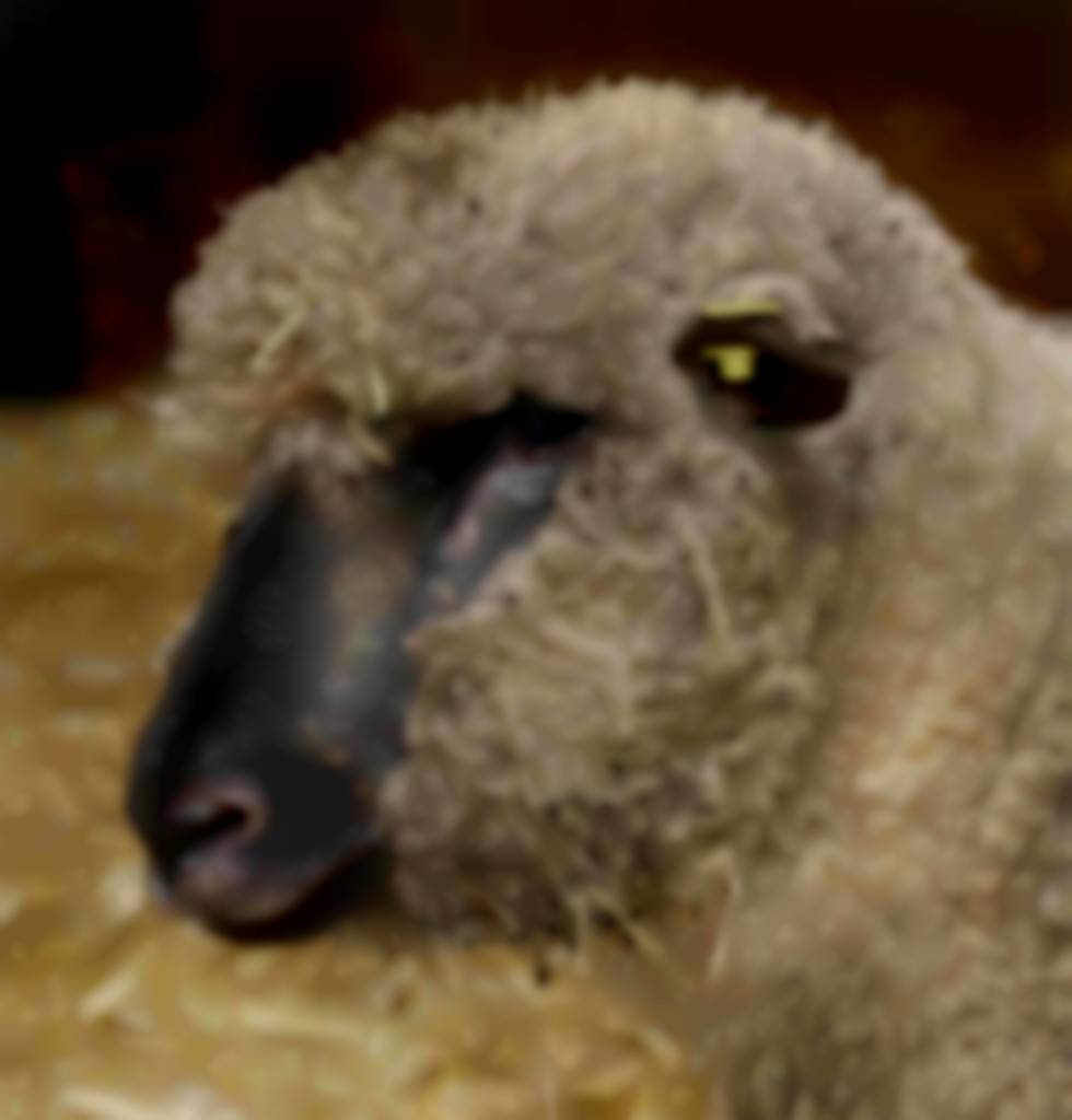 kop van schapenras Shropshire