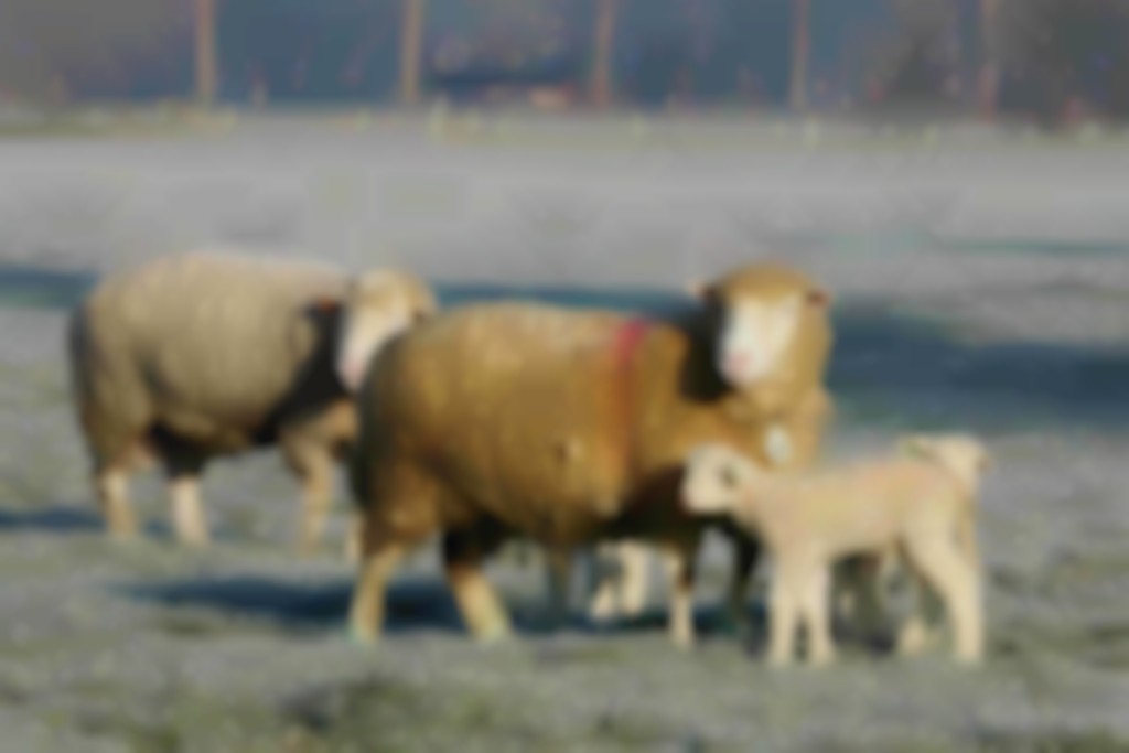 Poll Dorsetooien met lammeren in wei