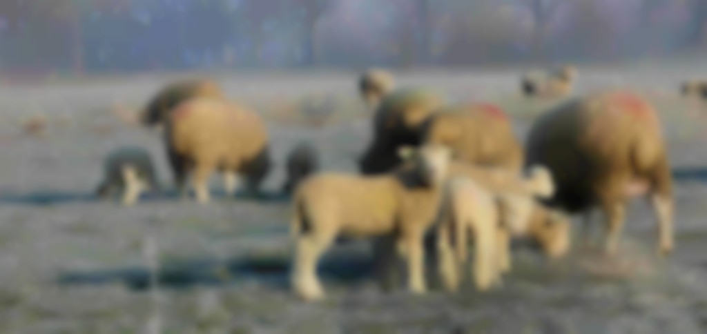 koppel Poll Dorsets in winterse wei