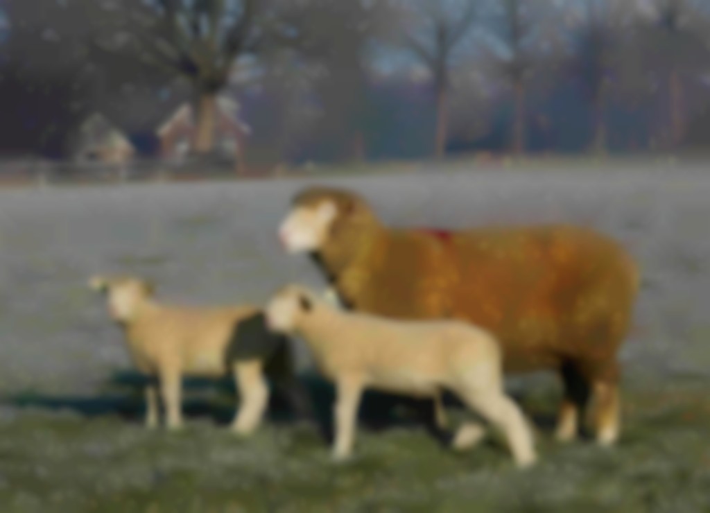Poll Dorsetooi met 2 lammeren