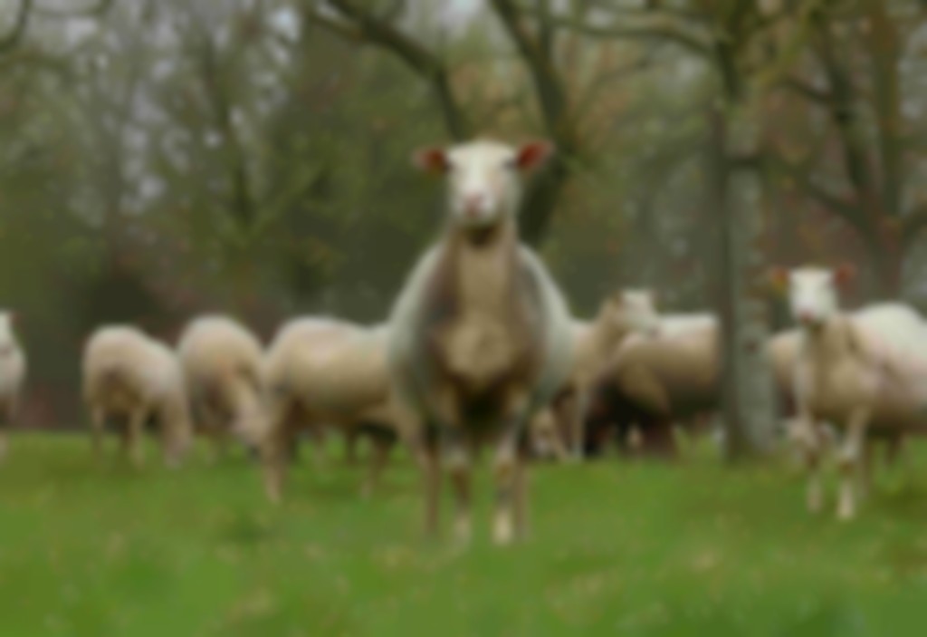 Grazende schapen in wei met bomen