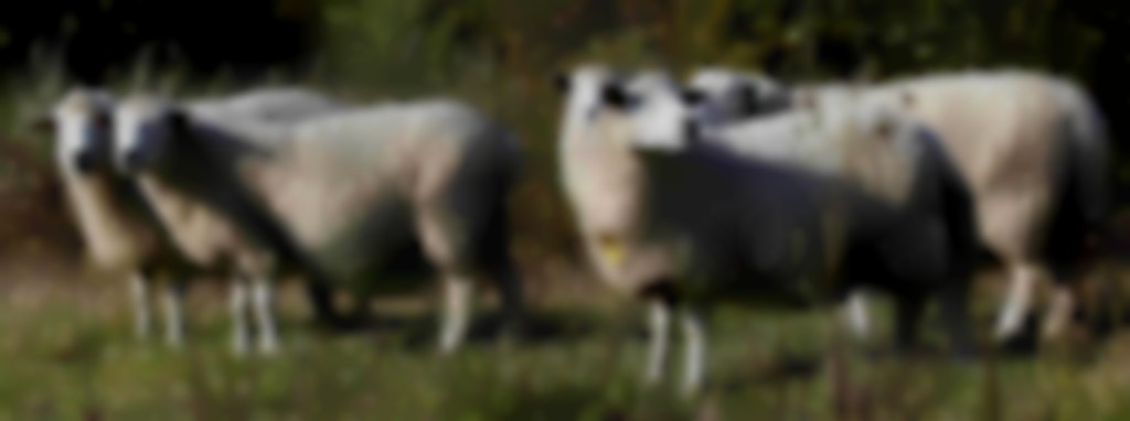 Romneyschapen in ruig grasland