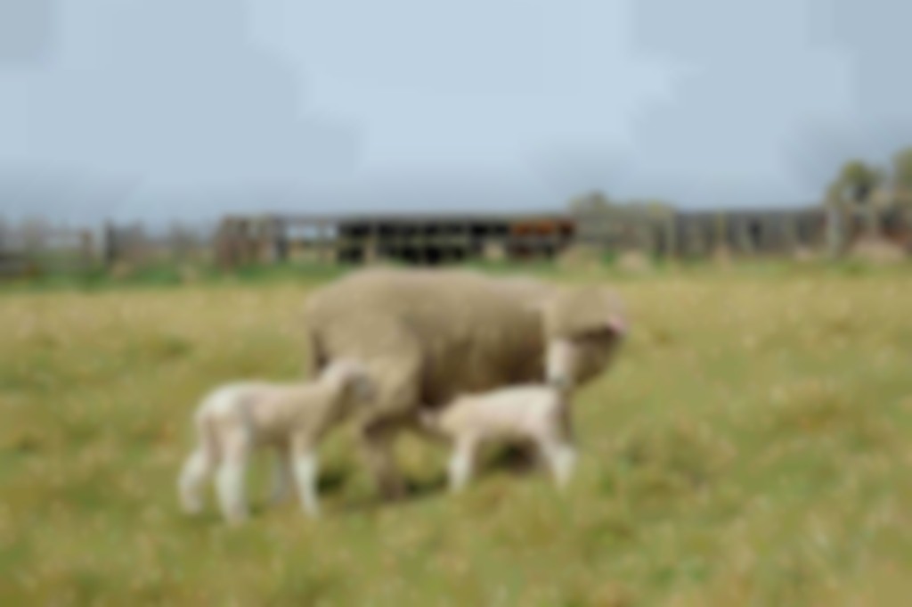 ooi met 2 lammeren in Nieuw-Zeeland