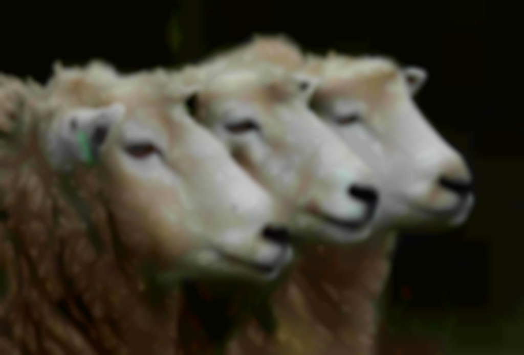 koppen van 3 schapen op een rij